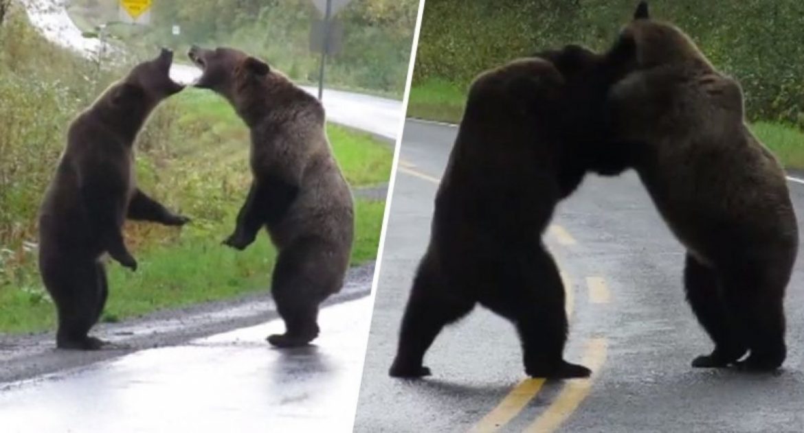 tuca_medvjedi_grizliji_prtscr