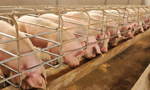 uvoz svinja u srpsku