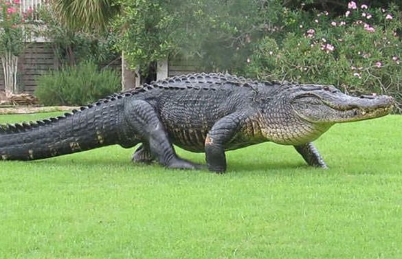 ogroman estuarski krokodil