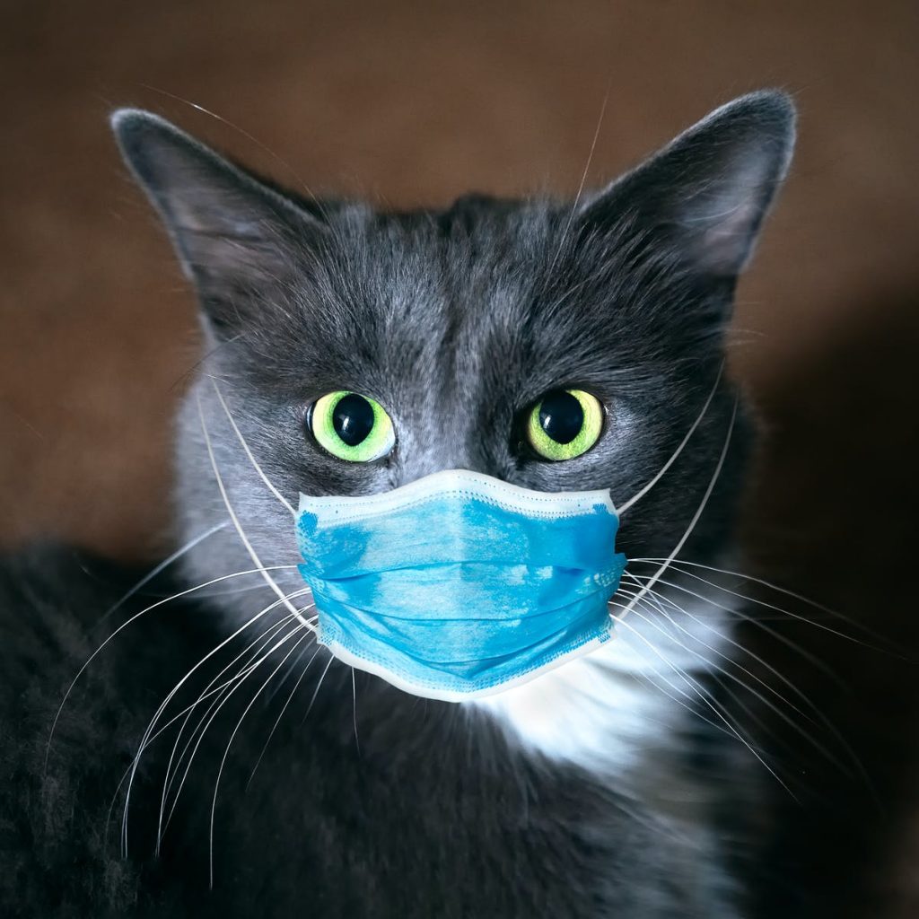 mačke protiv korona virusa
