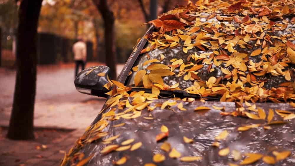 lišće na automobilu