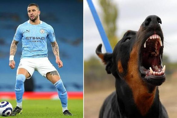 kajl voker doberman