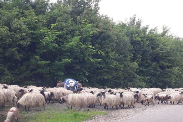 doboj požar
