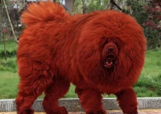 tibetanski mastif