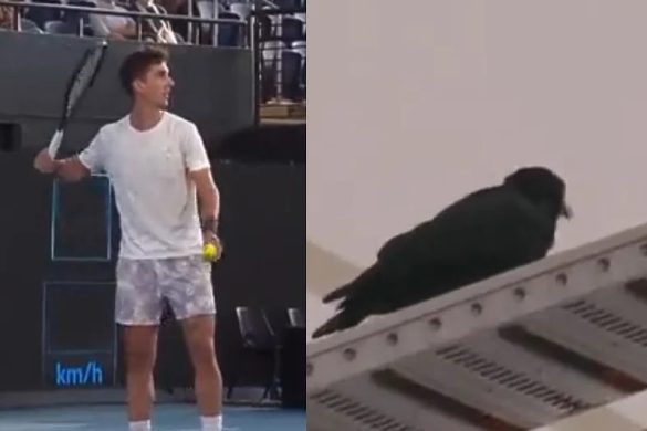 gavran tenis