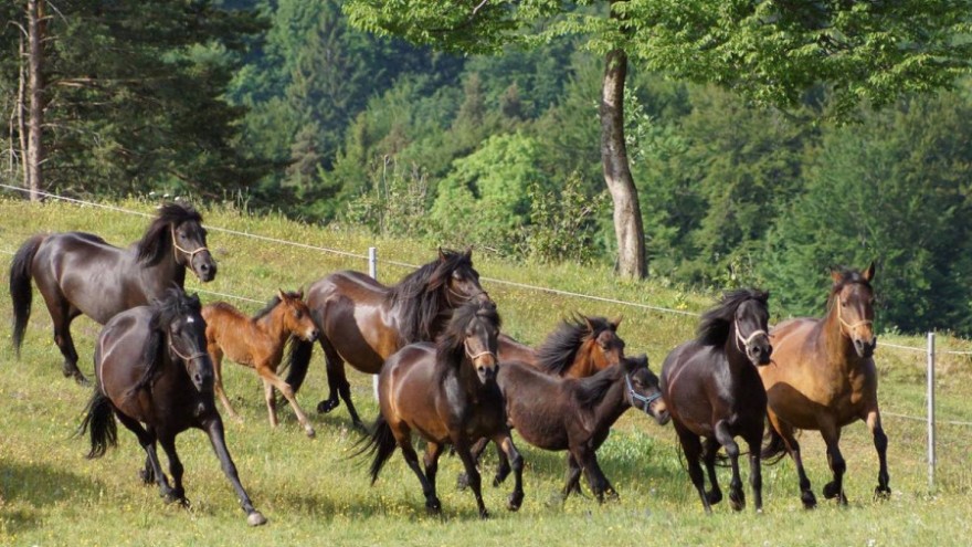 bosanski brdski konj