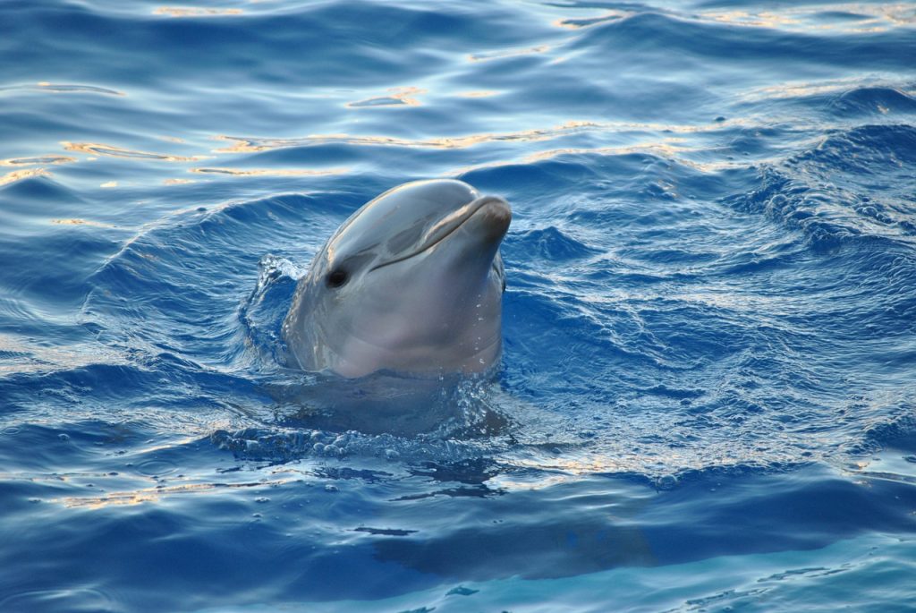 delfini boka kotorska