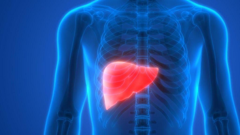 uloga jetre u organizmu