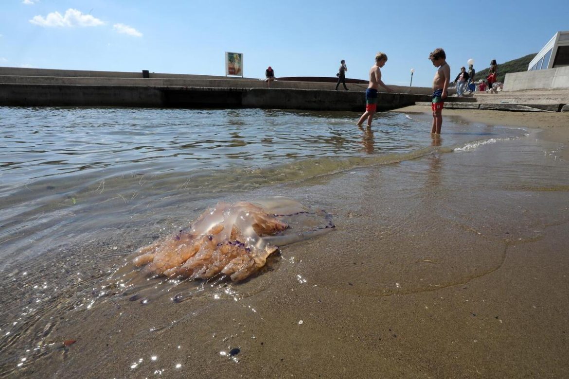 opatija divovske meduze
