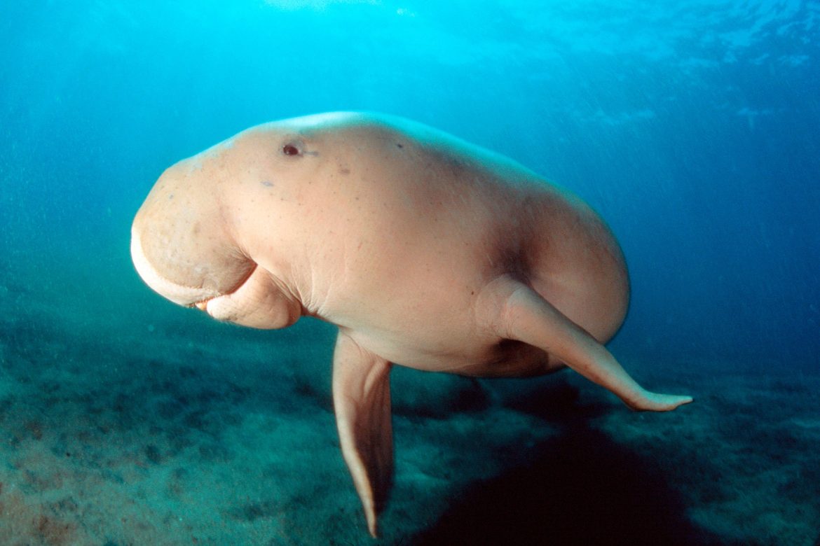 dugong