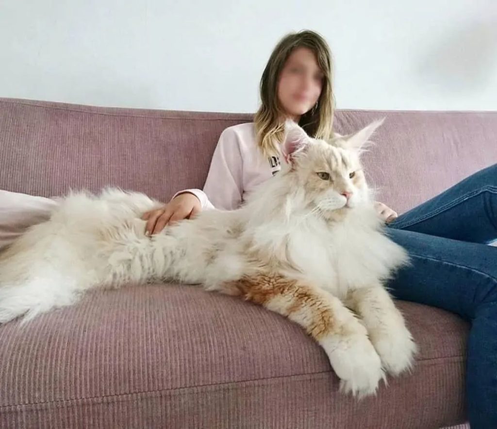 Kefir - najveći mačak na svijetu, nježni Rus od 13 kilograma VIDEO ⋆  olovka.info