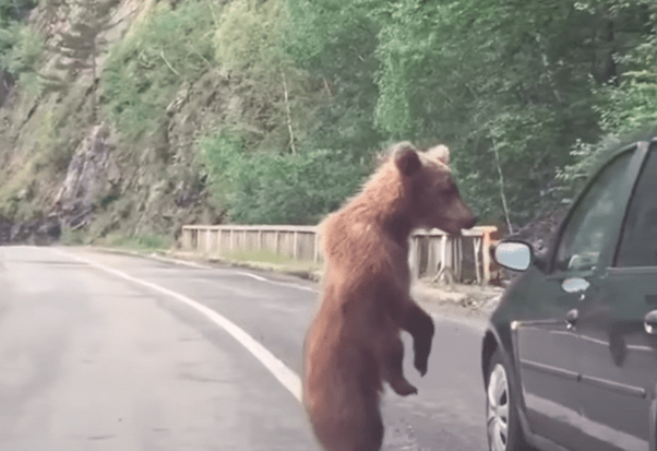 medvjed na putu