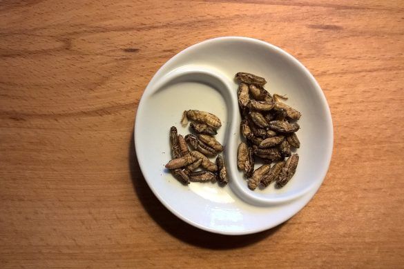 jestivi insekti