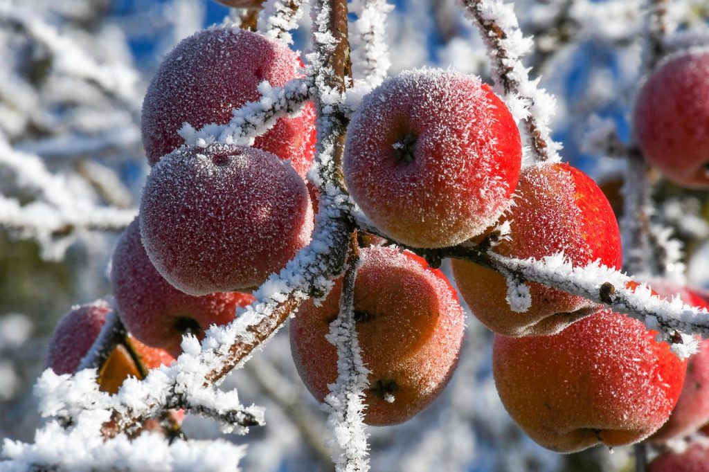 Mraz u voćnjaku