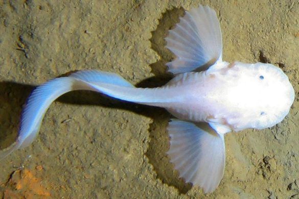Pseudoliparis