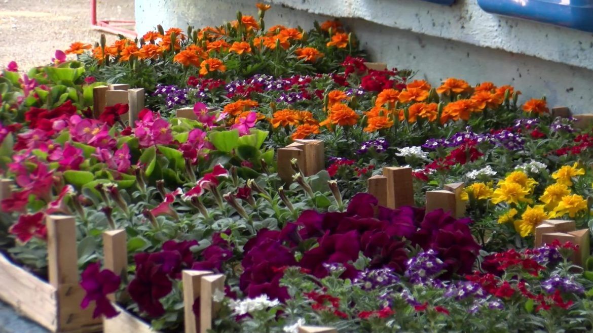 doboj podjela sadnica