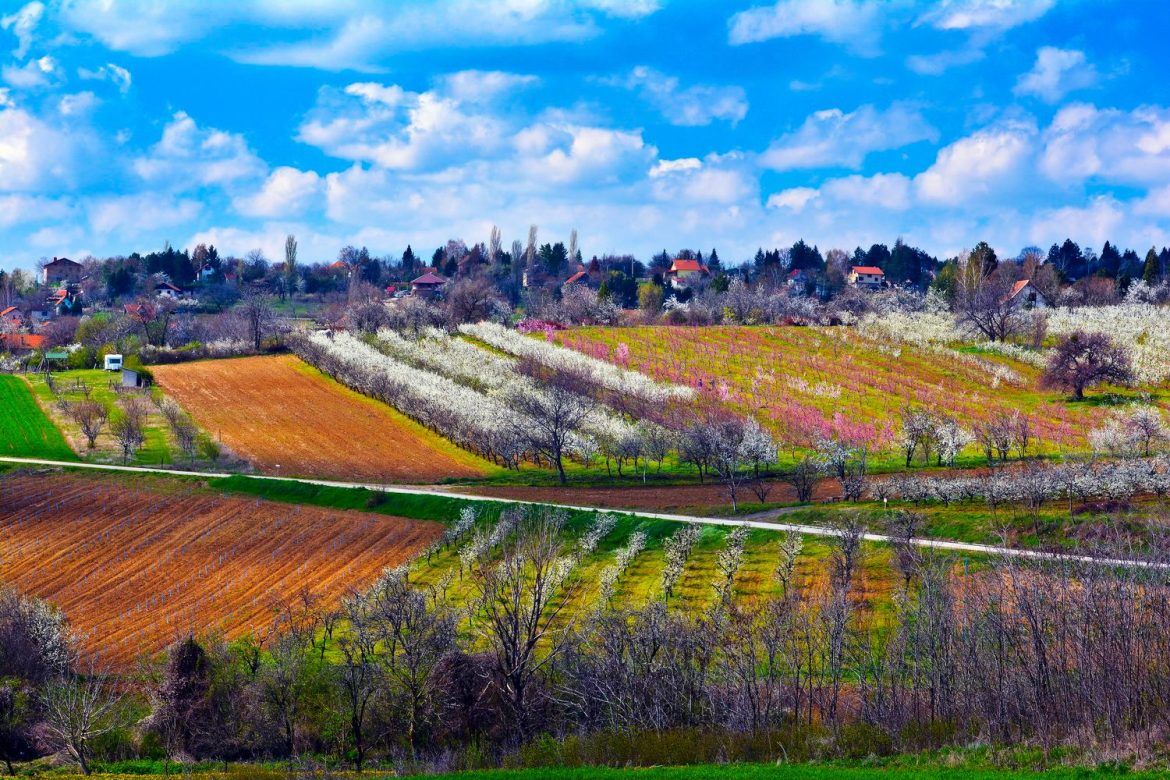 vojvodina salaši vinarije