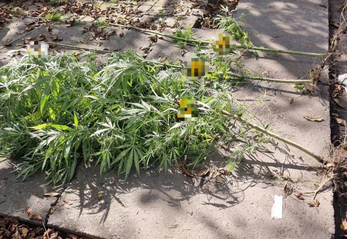 marihuana doboj brod derventa