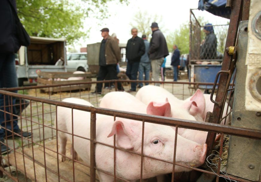 cijena svinja u srpskoj
