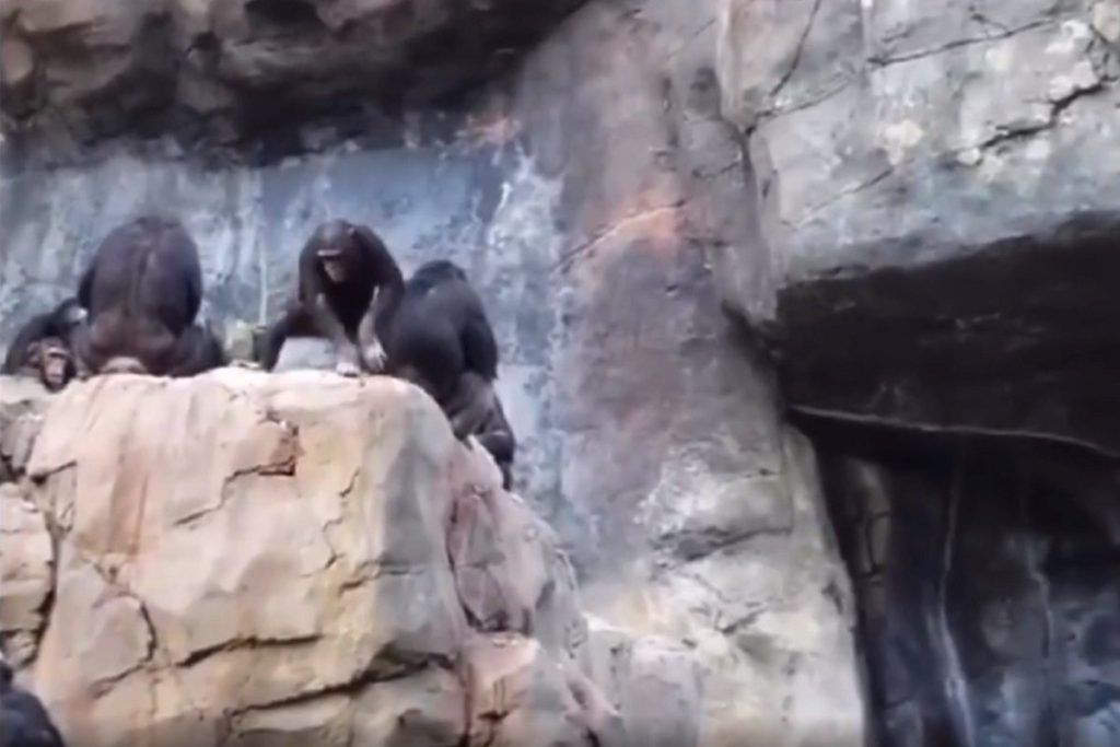 šimpanza gađa ljude dobio batine od majke