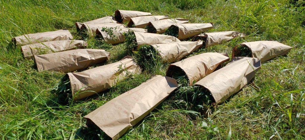 Marihuana doboj konoplja akcija plantaža