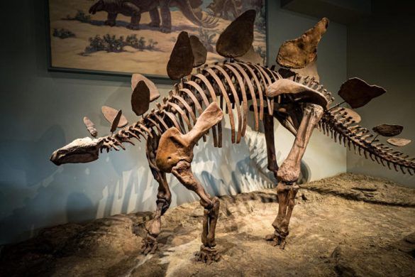 stegosaurus