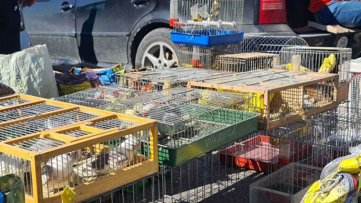 doboj sitne životinje