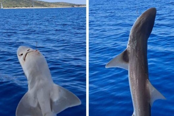 morski pas PIKNJAVAC hvar